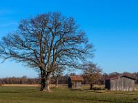 Doppeleiche und Scheunen am Feld